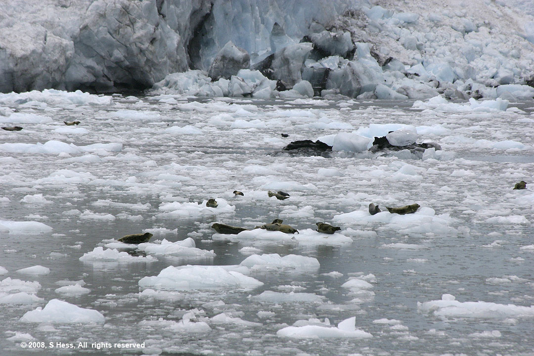 Seals on ice calved from Mears Glacier
